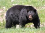 Умеет открывать окна и краны: в Японии умный медведь напал на четырех человек