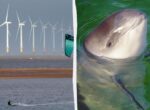 Морские свиньи вернулись в Балтику после строительства ветропарка – но замолчали навсегда