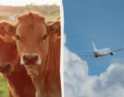 В США научились делать авиатопливо из коровьего навоза: как это работает
