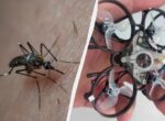 Инженеры создали крошечный дрон, способный сбивать комаров в воздухе (видео)