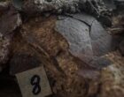 Окаменевшие 150 миллионов лет назад яйца найшли в необычном месте