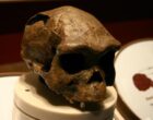 Предок человека оказался на 200 000 лет старше, чем считалось ранее: что обнаружили ученые